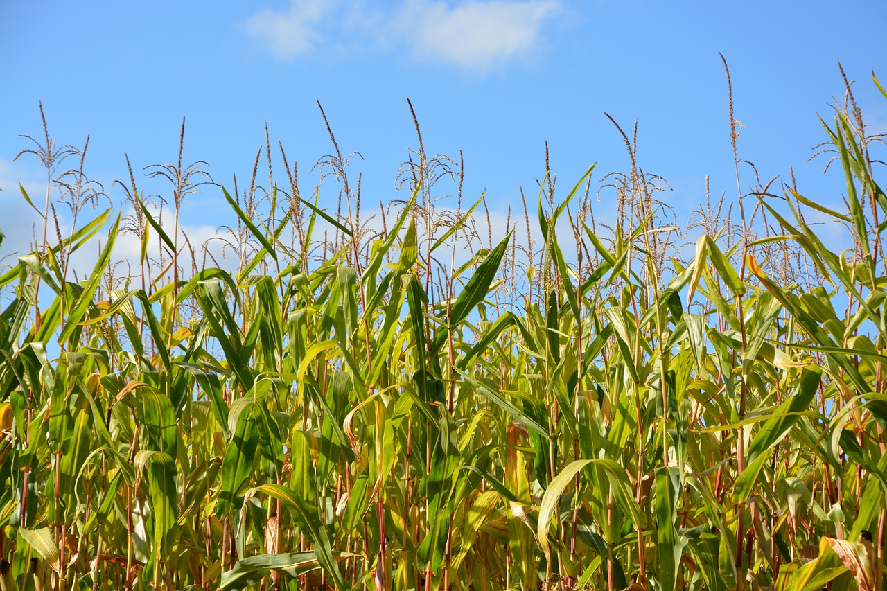 corn plants